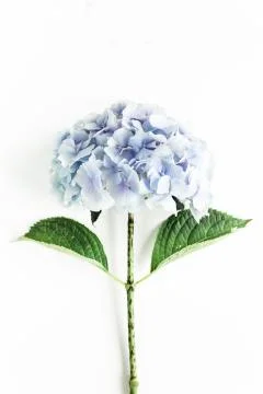 Blue hydrangea flower on the white background. Flat lay, top view Foto stock