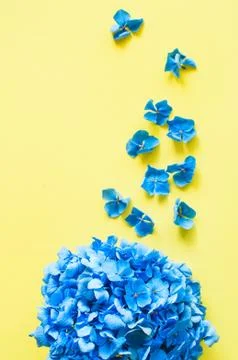 Blue hydrangea flower on a yellow background. Stock Photos