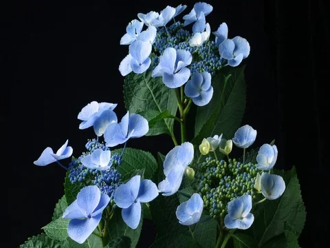 Blue hydrangea flowering plant drying out and withering timelapse Video stock 74166759
