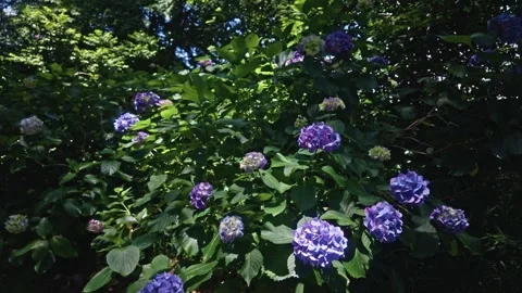 Blue hydrangea flowers blooming in lush green garden Видео 336003408