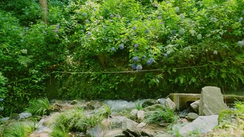 Blue hydrangea flowers blooming over a rushing mountain stream Video stock 339041520