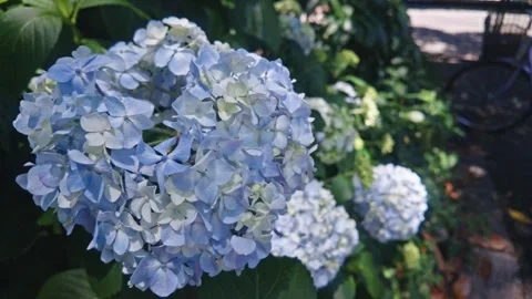 Blue hydrangea flowers blooming in a park garden Vídeos de archivo 336003404