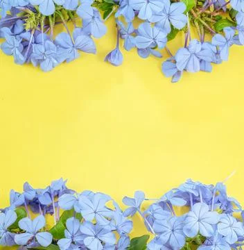 Blue hydrangea flowers border on yellow background Stock Photos