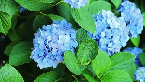 Blue hydrangea flowers close up. Beautiful bush of hydrangea flowers in a flower Stock Footage 246005117