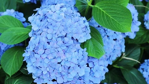 Blue hydrangea flowers close up. Beautiful bush of hydrangea flowers in a flower Stock Footage 246040648