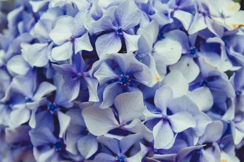 Blue hydrangea flowers close up Stock Photos
