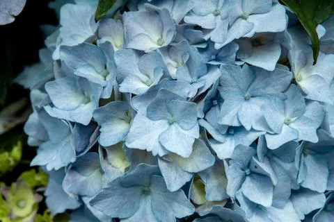 Blue hydrangea flowers close up Foto stock