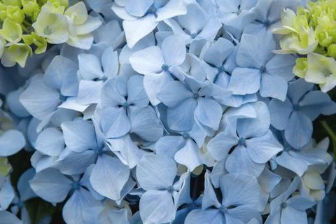 Blue hydrangea flowers close up Stock Photos