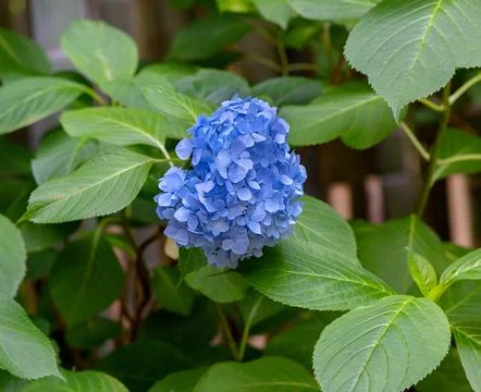 Blue hydrangea flowers, close-up. Stock Photos