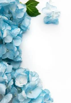 Blue hydrangea flowers creating a beautiful floral border Stock Photos