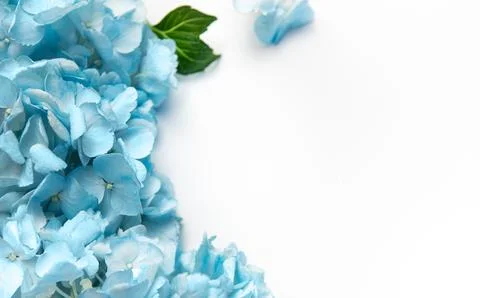 Blue hydrangea flowers creating a beautiful floral border Stock Photos