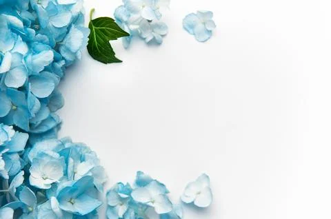 Blue hydrangea flowers creating a beautiful floral border Stock Photos