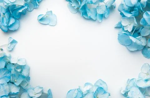 Blue hydrangea flowers creating a delicate floral border Stock Photos