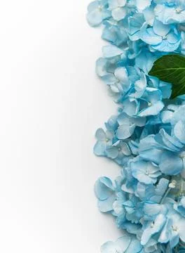 Blue hydrangea flowers creating delicate floral border template 스톡 사진