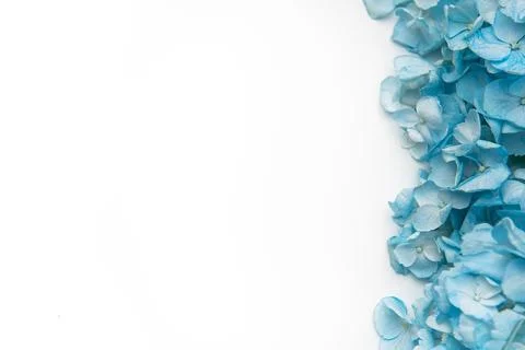 Blue hydrangea flowers creating a white border background 写真素材