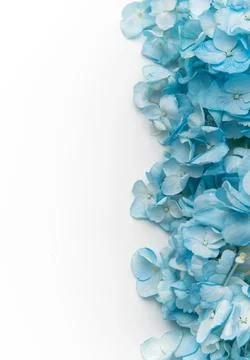 Blue hydrangea flowers forming a delicate botanical border Stock Photos