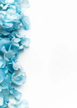 Blue hydrangea flowers forming a delicate botanical border Stock Photos