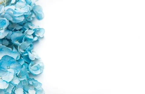 Blue hydrangea flowers forming a delicate botanical border Stock Photos