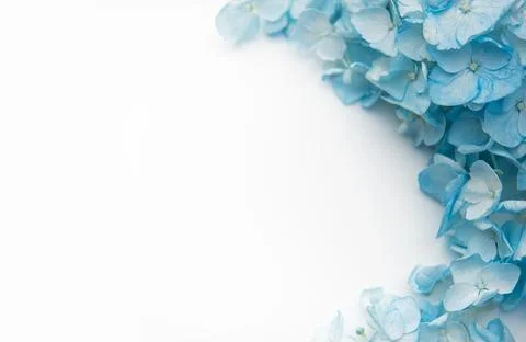 Blue hydrangea flowers forming a soft floral border Stock Photos