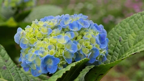 Blue hydrangea flowers in the garden. Stock Footage 304943456