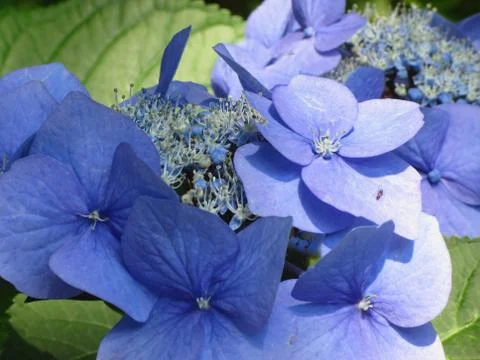Blue Hydrangea flowers (Hydrangea macrophylla) in a garden in summertime Stock Photos