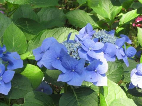 Blue Hydrangea flowers (Hydrangea macrophylla) in a garden in summertime Stock Photos