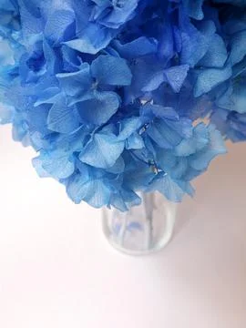 Blue hydrangea. Flowers. Macro, white background, space for text. Nature Stock Photos