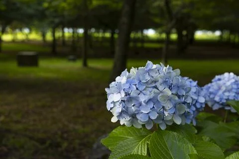 Blue hydrangea flowers in the park. Selective focus. Stock Photos