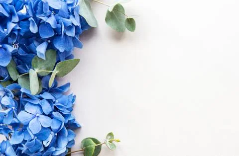 Blue hydrangea flowers Stock Photos