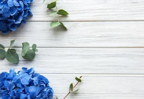Blue hydrangea flowers 写真素材