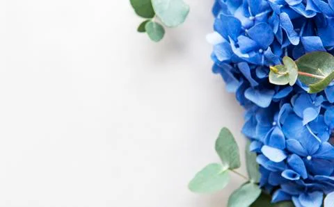 Blue hydrangea flowers Stock Photos