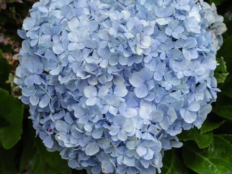 Blue hydrangea flowers Stock Photos