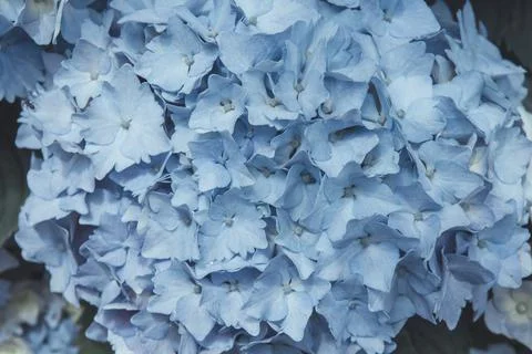 Blue hydrangea flowers Stock Photos