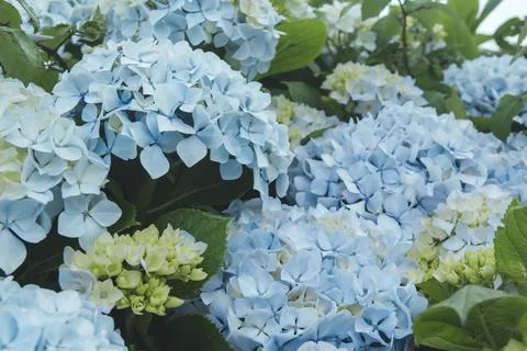 Blue hydrangea flowers Foto stock