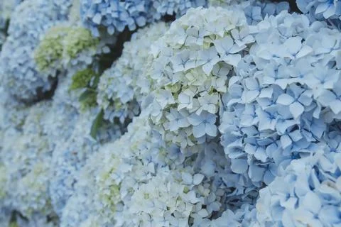 Blue hydrangea flowers Stock Photos