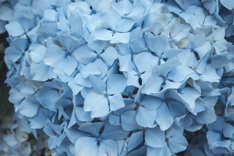 Blue hydrangea flowers Foto stock