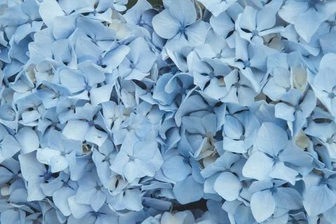 Blue hydrangea flowers Stock Photos