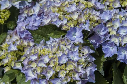 Blue hydrangea flowers Foto stock
