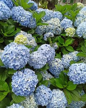 Blue Hydrangea flowers Stock Photos