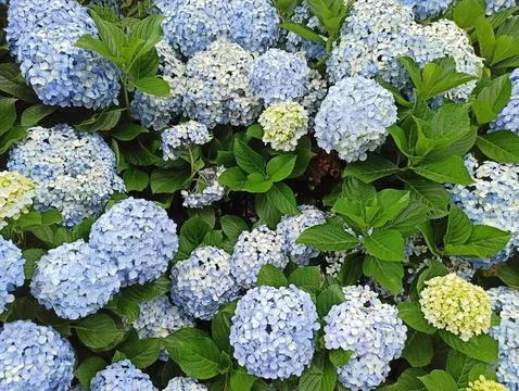 Blue Hydrangea flowers Foto stock