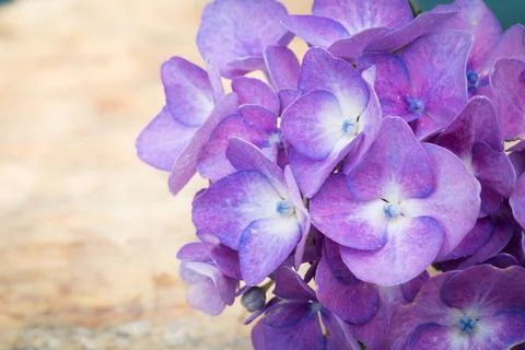Blue hydrangea flowers Stock Photos