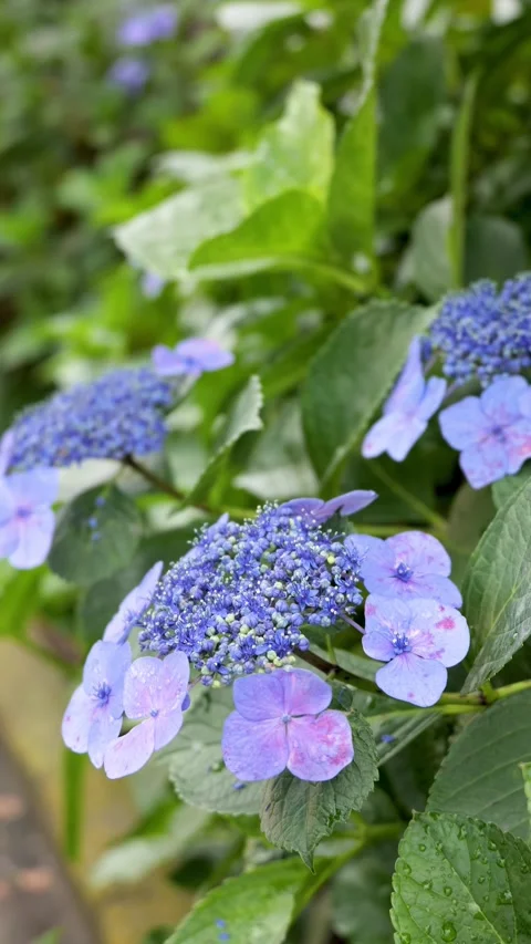 Blue Hydrangea Flowers with Rain Drops in Garden 動画素材 336786453