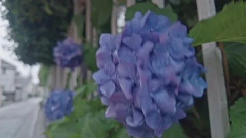 Blue hydrangea flowers with raindrops on rainy day street 動画素材 336239378