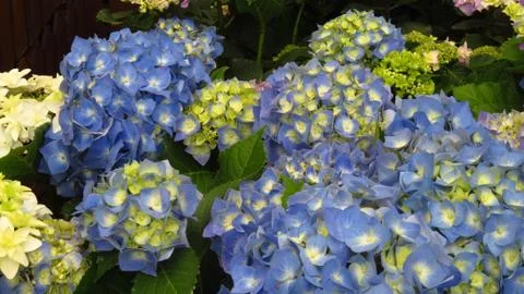 Blue Hydrangea Flowers in Spring Stock Photos