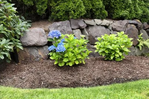 Blue hydrangea flowers starting to bloom in flowerbed Stock-Fotos