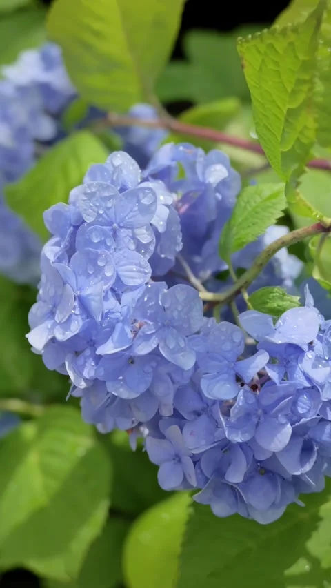 Blue Hydrangea Flowers Swaying in Breeze After Rain vertical video 動画素材 336797413