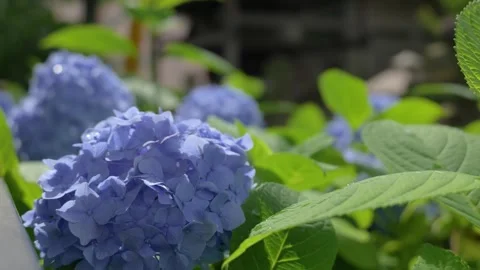 Blue hydrangea flowers swaying in breeze after rain Видео 336883218