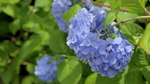 Blue hydrangea flowers swaying in breeze after rain Vídeos de archivo 336883230