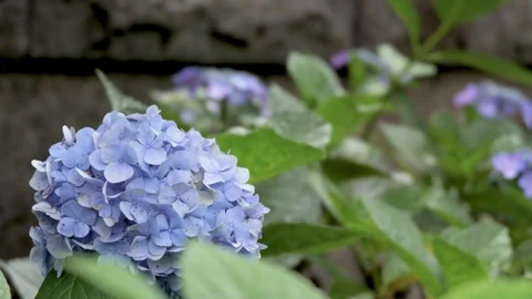 Blue  hydrangea flowers swaying in breeze Видео 336883314