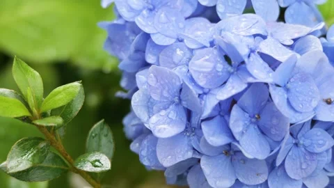 Blue hydrangea flowers swaying in breeze 動画素材 336883315